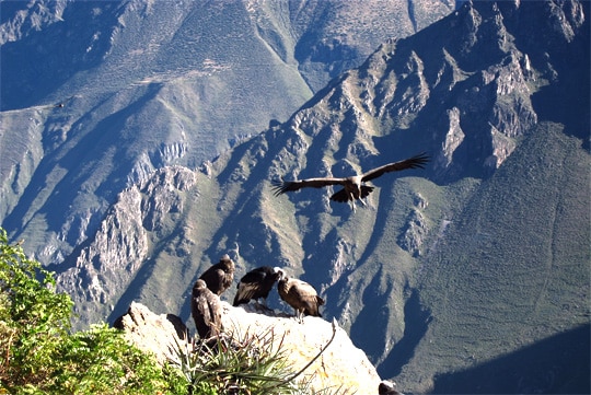 colca-canyon-hikr