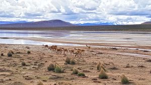 day tours from arequipa