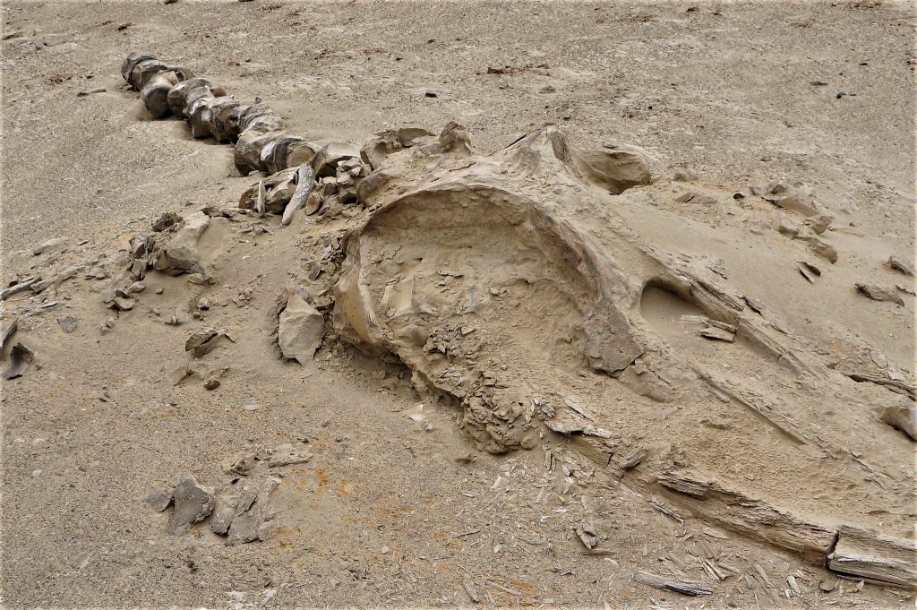 Cañon de los Perdidos: Whale fossils - Ica Desert, Go Get Peru